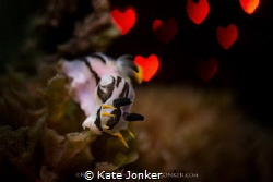 Nudibranch Love
Crowned nudibranch with Hollywood style ... by Kate Jonker 